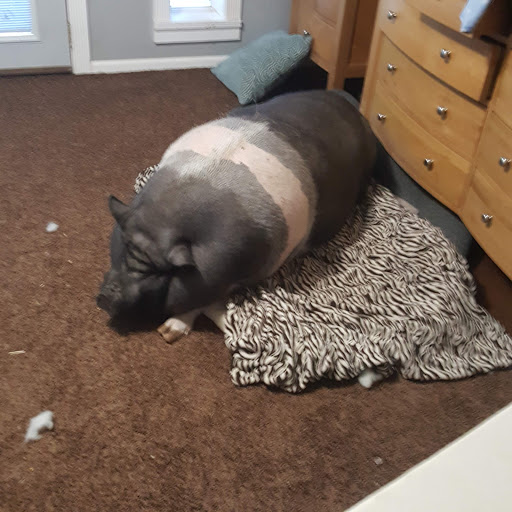 Department Store «Coastal Farm & Ranch», reviews and photos, 1355 Goldfish Farm Rd SE, Albany, OR 97322, USA