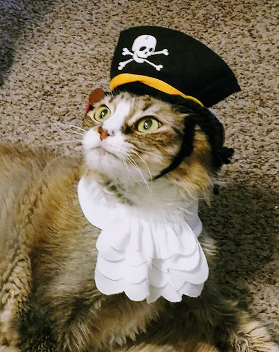 Pet Supply Store «Petco Animal Supplies», reviews and photos, 1049 S Willow St, Manchester, NH 03103, USA