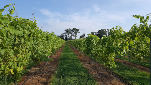 Winery «Monroeville Vineyard & Winery», reviews and photos, 314 Richwood Rd, Monroeville, NJ 08343, USA