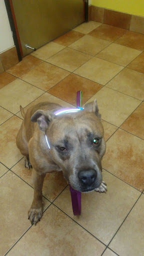 Pet Supply Store «PetSmart», reviews and photos, 475 Bank St, Waterbury, CT 06708, USA