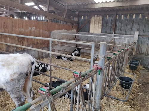 La Vache de Louvicamp à Mesnil-Mauger