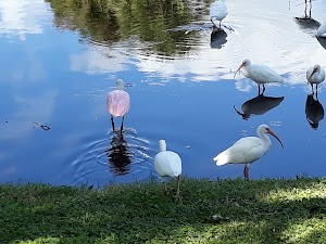 Wood Ibis Park - photo 4
