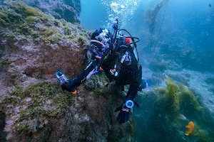 旧金山湾区PADI中英双语潜水教练TP SCUBA diving（加微信） image