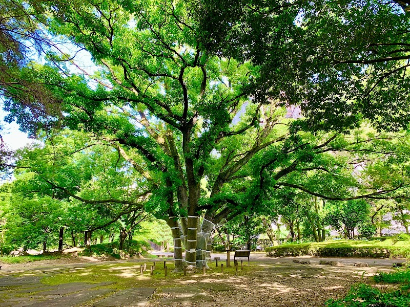 四季の香公園 巨木広場