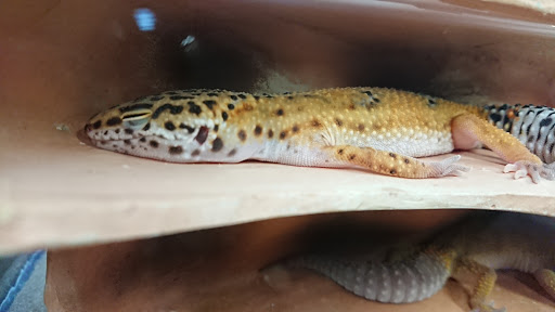 Pet Supply Store «Petco Animal Supplies», reviews and photos, 1141 Wantagh Ave, Wantagh, NY 11793, USA