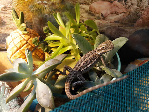 Pet Supply Store «Petco Animal Supplies», reviews and photos, 8966 S Broadway Ave #112, Tyler, TX 75703, USA