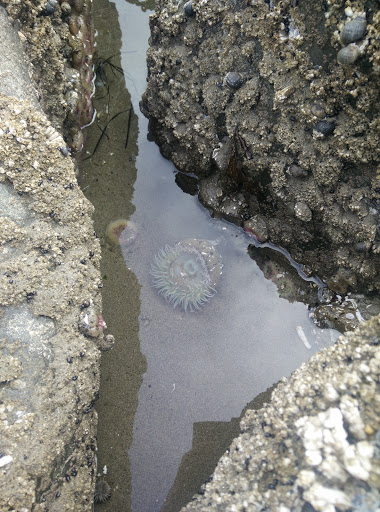 Golf Course «Seaside Golf Course», reviews and photos, 451 Avenue U, Seaside, OR 97138, USA