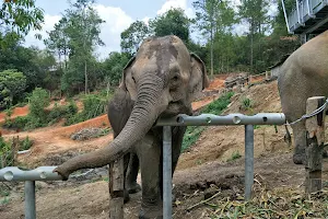 Karen Elephant Habitat image