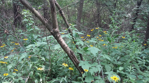 Nature Preserve «Pulaski Woods East», reviews and photos, 9600 Wolf Rd, Willow Springs, IL 60480, USA