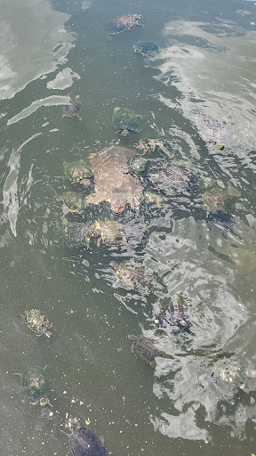 Park «Lake Lily Park», reviews and photos, 900 S Orlando Ave, Maitland, FL 32751, USA