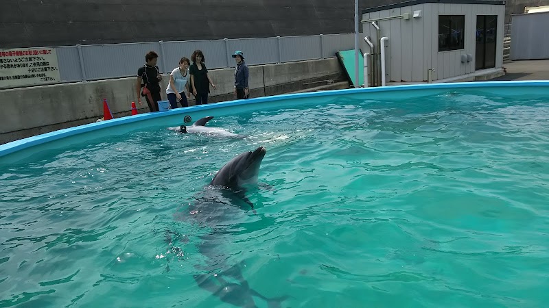 室戸ドルフィンセンター 高知県室戸市室戸岬町 水族館 水族館 グルコミ