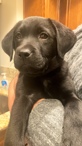 Pet Supply Store «PetSmart», reviews and photos, 573 N McKinley St, Corona, CA 92879, USA