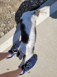 Budget Truck Rental - Photo 4 - Car repair in Rancho Cucamonga, CA, Ontario