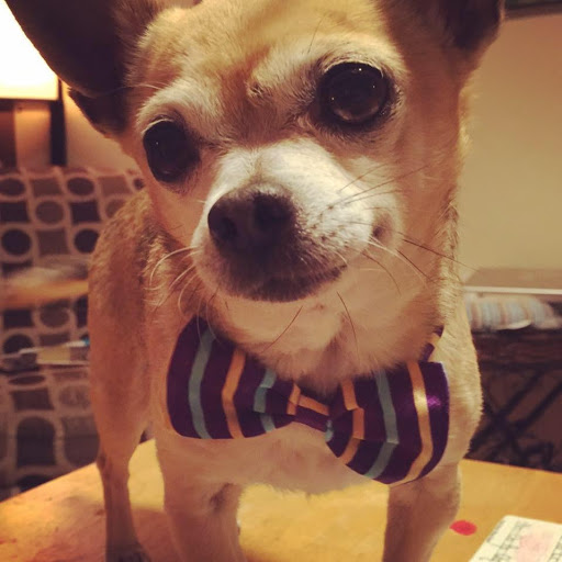 Pet Supply Store «Haute Dogs Boutique & Barkery», reviews and photos, 507 Georgia St, Vallejo, CA 94590, USA