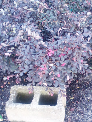 Landscaping Supply Store «SiteOne Landscape Supply», reviews and photos, 135 Mt Carmel Rd, McDonough, GA 30253, USA