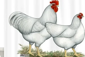 Divya chicken centre image