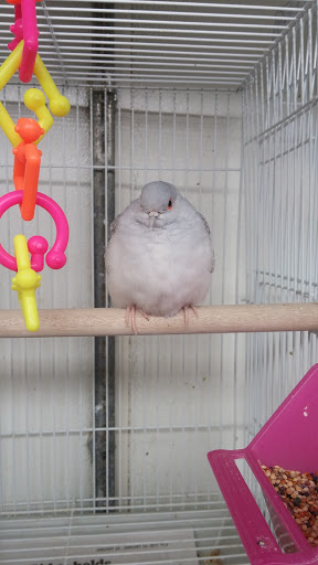 Pet Supply Store «Petland Discounts - 18th Avenue», reviews and photos, 6608 18th Ave #1, Brooklyn, NY 11204, USA