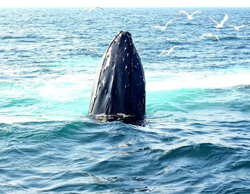 Cruise Agency «Capt. Bill & Sons Whale Watch», reviews and photos, 24 Harbor Loop, Gloucester, MA 01930, USA