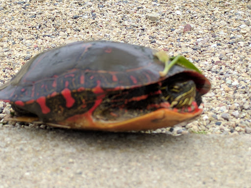 Nature Preserve «McDonald Woods Forest Preserve», reviews and photos, 19611 W Grass Lake Rd, Lake Villa, IL 60046, USA