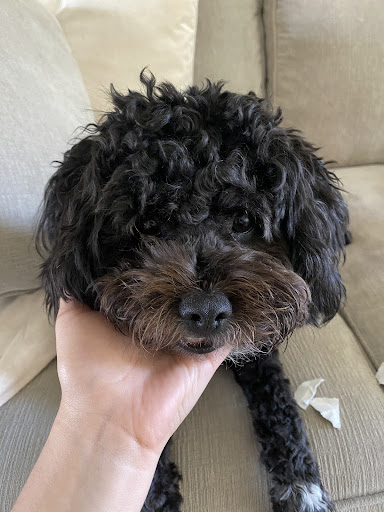 Pet Supply Store «PetSmart», reviews and photos, 3520 S El Camino Real, San Mateo, CA 94403, USA