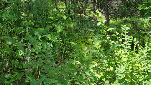 Nature Preserve «Knute Olson, Jr. Forest Preserve», reviews and photos, 12595 Base Line Rd, Kingston, IL 60145, USA