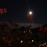 Photo n°2 de l'avis de Simone.i fait le 08/08/2023 à 16:00 sur le  Hotel Ristorante Vittoria à San Fedele Intelvi