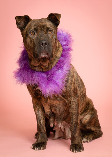 Pet Store «PetSaver Healthy Pet Superstore (Brighton Location)», reviews and photos, 2947 Monroe Ave, Rochester, NY 14618, USA