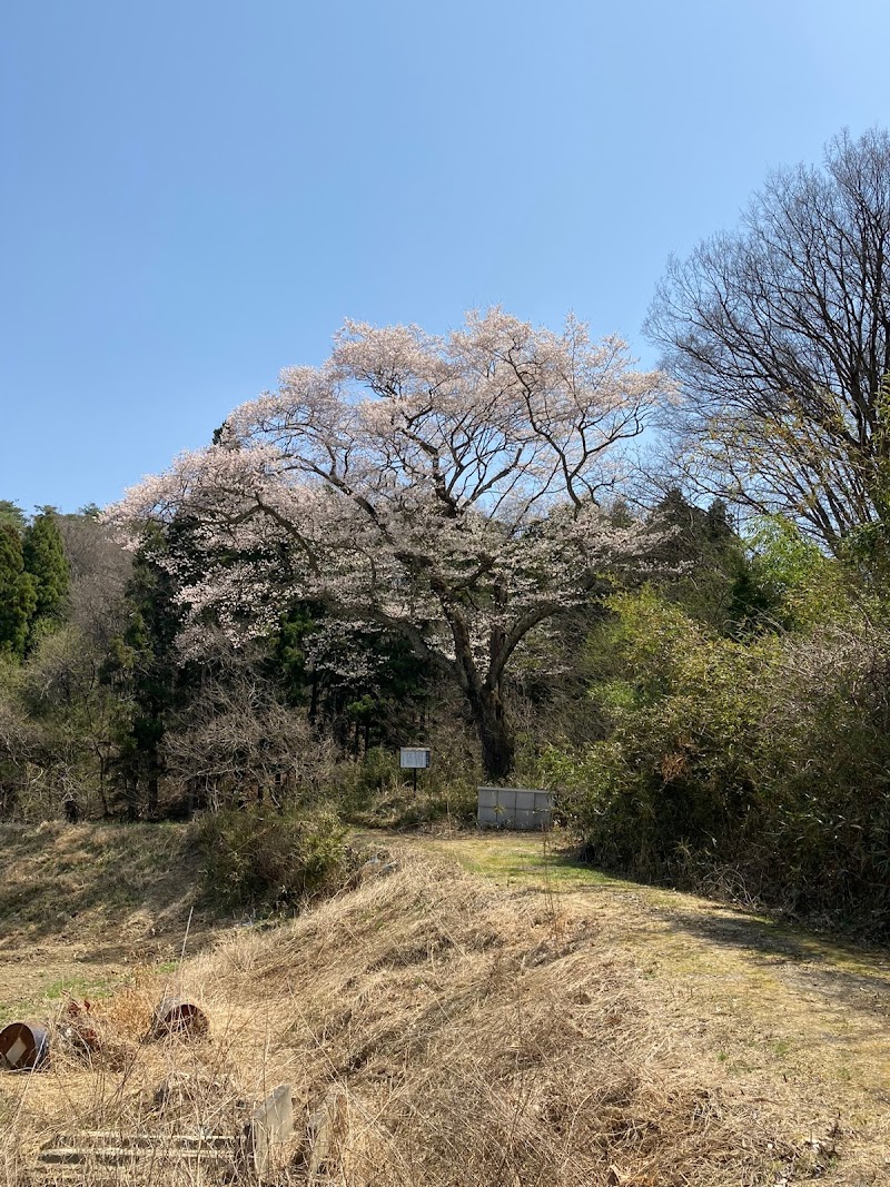 竹ノ作の桜
