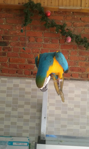 Pet Store «Tropical Pets Inc.», reviews and photos, 37-65 103rd St, Corona, NY 11368, USA