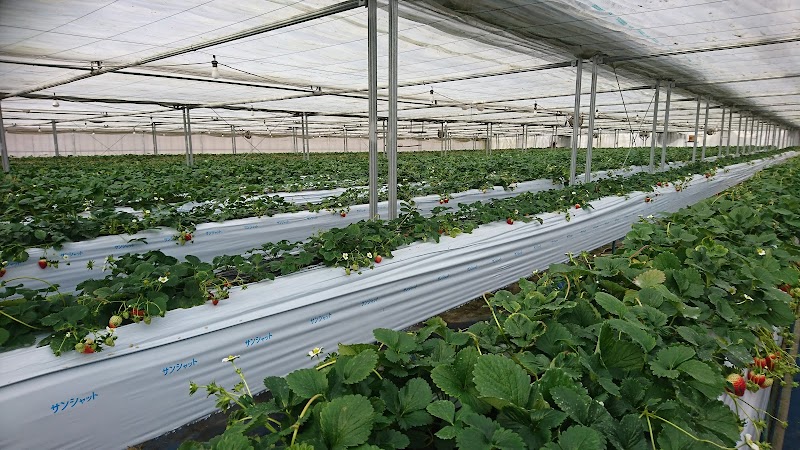 いちごハウスたかはし 岩手県花巻市石鳥谷町五大堂第 農場 グルコミ
