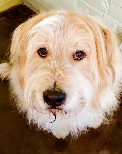 Dog Day Care Center «The Bowhaus Pet Company», reviews and photos, 2472 E Colorado Blvd, Pasadena, CA 91107, USA