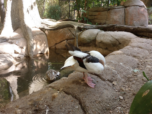 Transit Stop «Dallas Zoo Station», reviews and photos, 614 S. Ewing Avenue, Dallas, TX 75203, USA