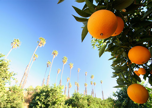 Stater Bros. Markets image