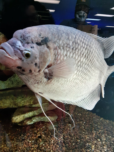 Pet Store «The Aquarium & Fish Store», reviews and photos, 710 W Lumsden Rd, Brandon, FL 33511, USA