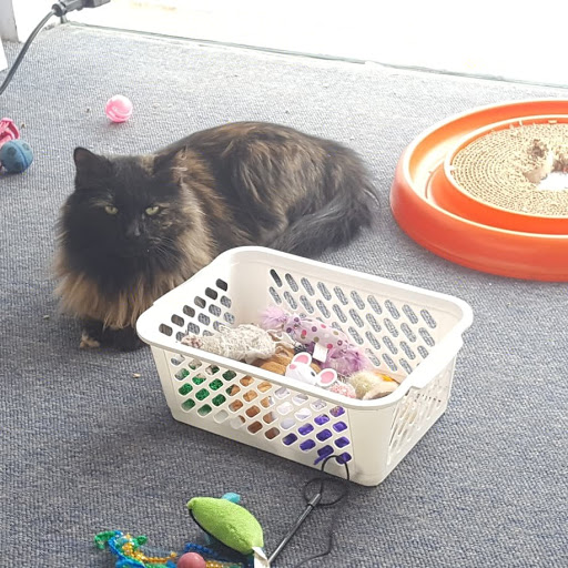 Video Game Rental Service «Video-N-Game Gallery», reviews and photos, 16 S Wisconsin St, Elkhorn, WI 53121, USA