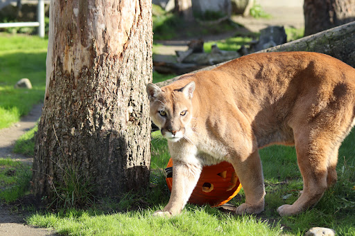 Zoo «Cougar Mountain Zoo», reviews and photos, 19525 SE 54th St, Issaquah, WA 98027, USA