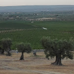 Photo n°4 de l'avis de Angelo.i fait le 30/07/2017 à 17:51 sur le  Azienda Agricola Amastuola ss à Crispiano