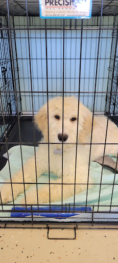 Salty Pawz Pet Grooming