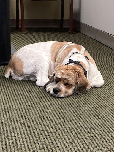 Insurance Agency «Cory Juma - State Farm Insurance Agent», reviews and photos