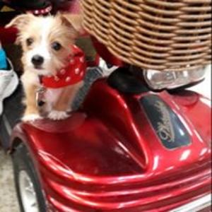 Pet Supply Store «All Pet & Equine Supply», reviews and photos, 1120 Porter Wagoner Blvd, West Plains, MO 65775, USA