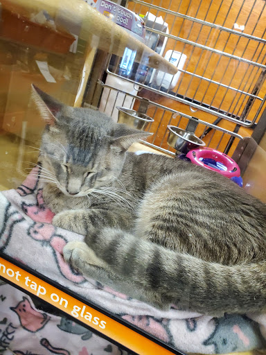 Pet Supply Store «PetSmart», reviews and photos, 601 Centerview Blvd, Kissimmee, FL 34741, USA