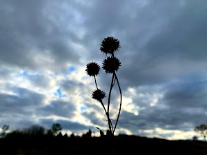 Oakhurst Forest Preserve - photo 98