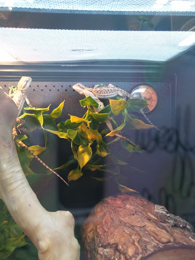 Pet Supply Store «PetSmart», reviews and photos, 225 NW Commons Loop, Lake City, FL 32055, USA