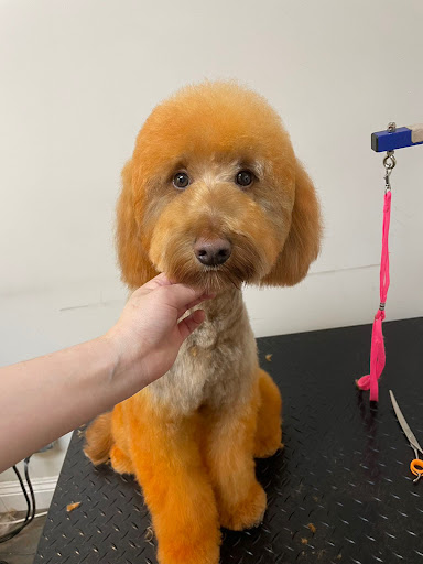 Paw Paw Pet Grooming image