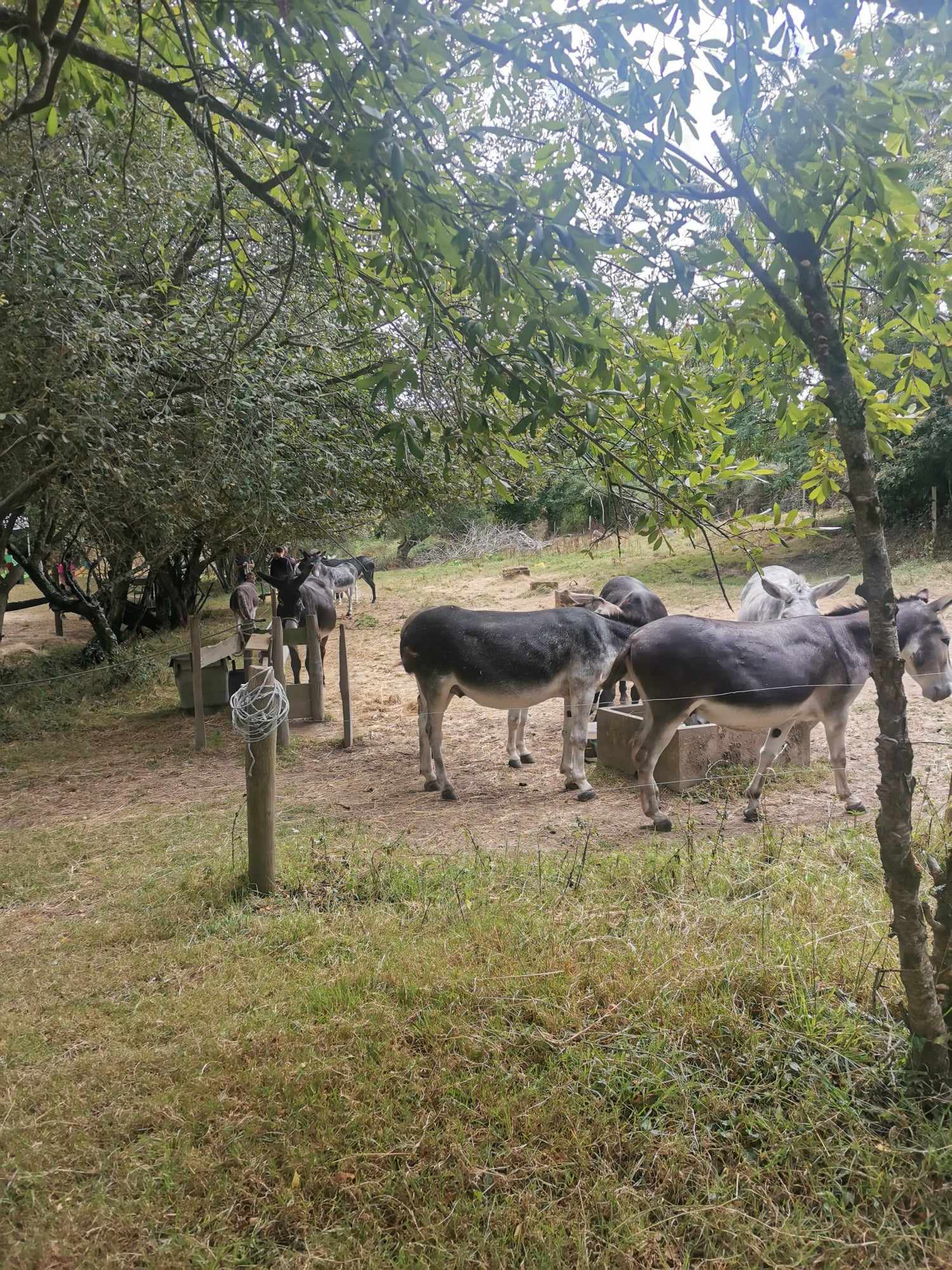 Photo n° 2 de l'avis de Rino.� fait le 26/07/2023 à 13:08