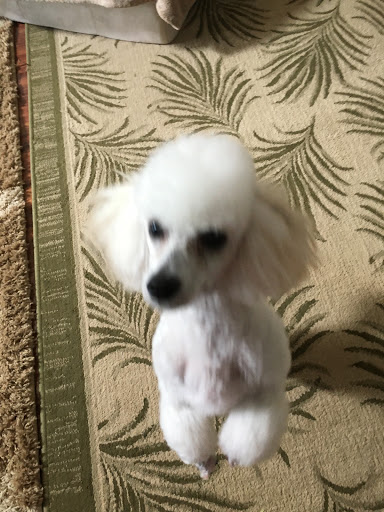 Pet Supply Store «PetSmart», reviews and photos, 1391 S Commons Dr, Myrtle Beach, SC 29588, USA