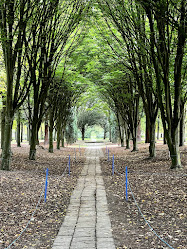 The Tree Cathedral