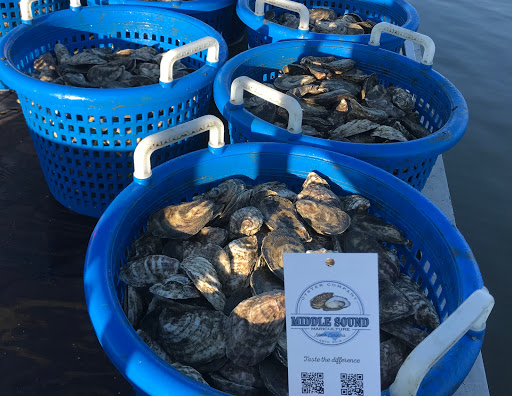Middle Sound Mariculture - Oyster Company