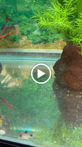 Pet Supply Store «Pet Zone Tropical Fish», reviews and photos, 4266 University Ave, San Diego, CA 92105, USA