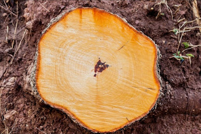 Hampton Tree Removal & Stump Grinding
